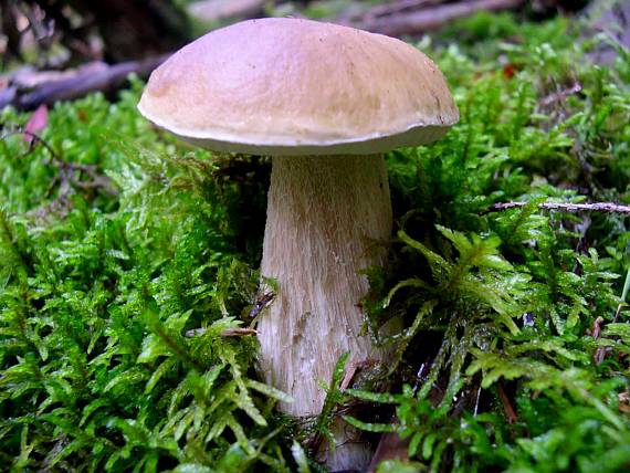 hríb smrekový  Boletus edulis  Bull.