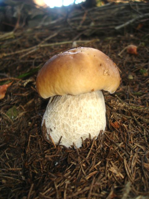 hríb smrekový  Boletus edulis  Bull.