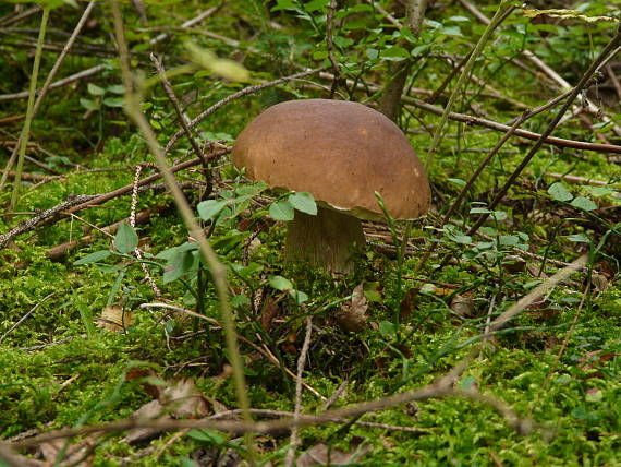 hríb smrekový Boletus edulis Bull.