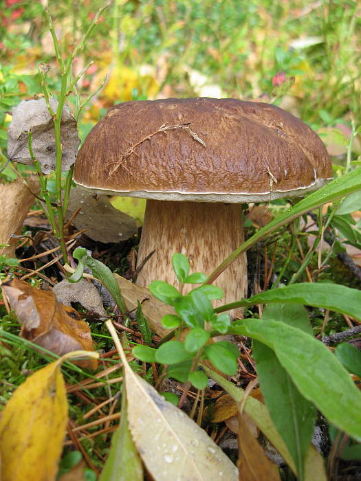 hríb smrekový Boletus edulis Bull.