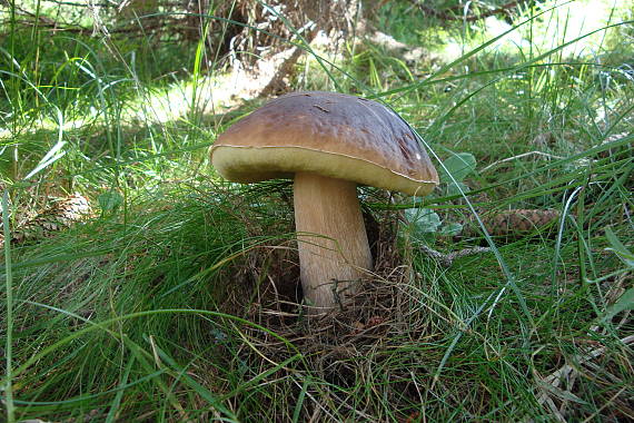 hríb smrekový Boletus edulis Bull.