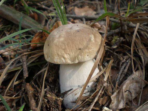 hríb smrekový Boletus edulis Bull.