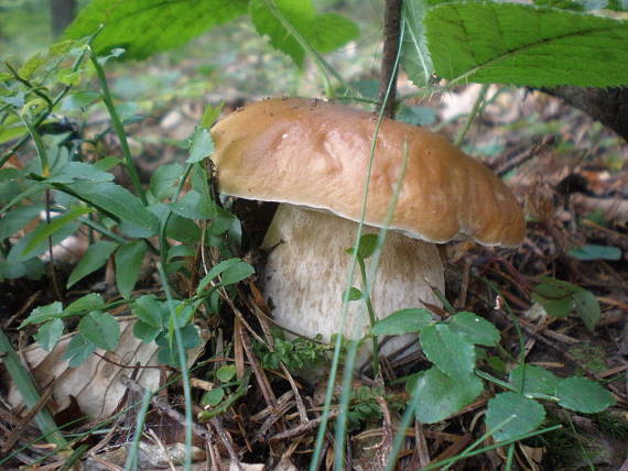 hríb smrekový Boletus edulis Bull.