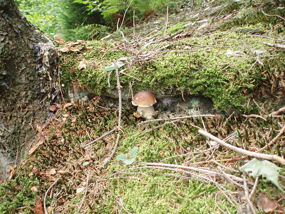 hríb smrekový Boletus edulis Bull.