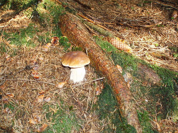 hríb smrekový Boletus edulis Bull.