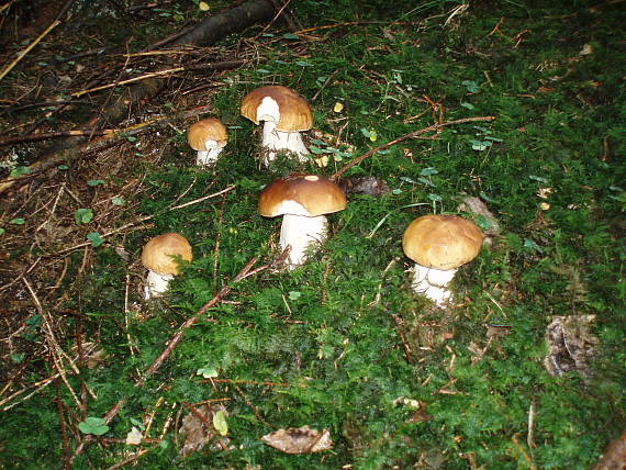 hríb smrekový Boletus edulis Bull.