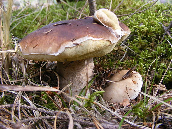 hríb smrekový Boletus edulis Bull.