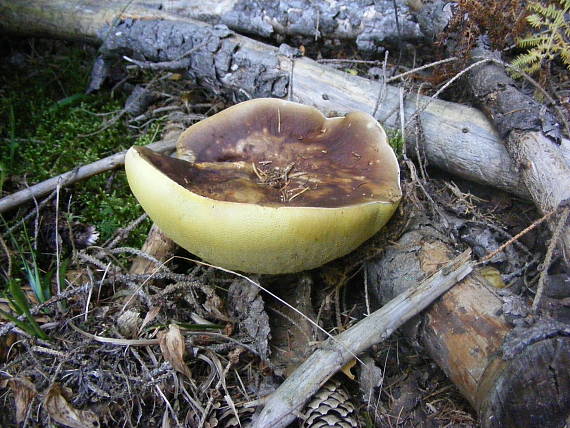 hríb smrekový Boletus edulis Bull.