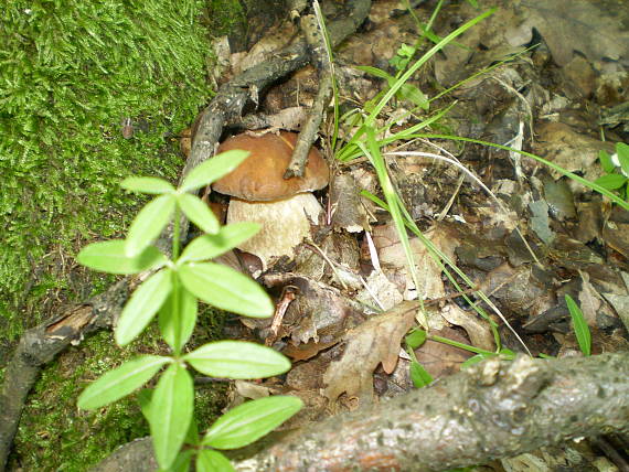 hríb dubový Boletus reticulatus Schaeff.