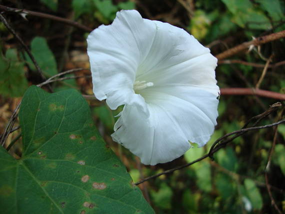 povoja plotná Calystegia sepium (L.) R. Br.