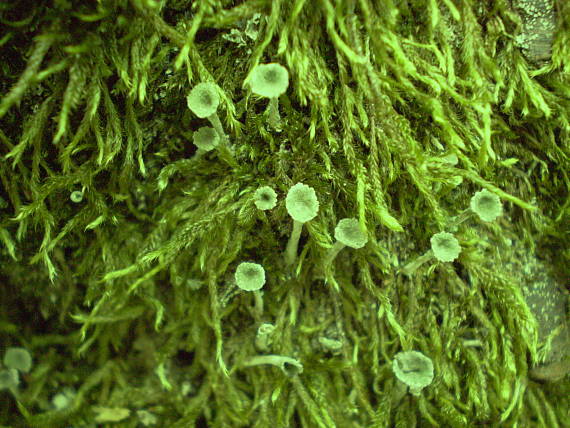 dutohlávka riasnatá Cladonia fimbriata (L.) Fr.