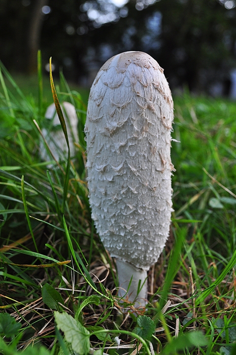 hnojník obyčajný Coprinus comatus (O.F. Müll.) Pers.