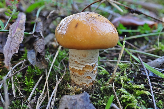 pavučinovec mazľavý Cortinarius trivialis J.E. Lange