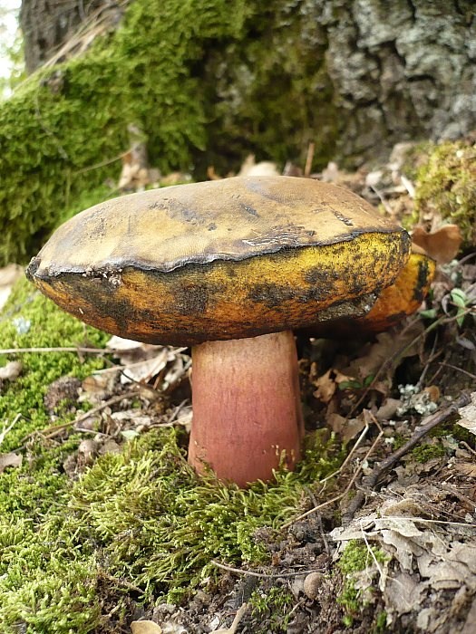 hríb modrejúci Cyanoboletus pulverulentus (Opat.) Gelardi, Vizzini & Simonini