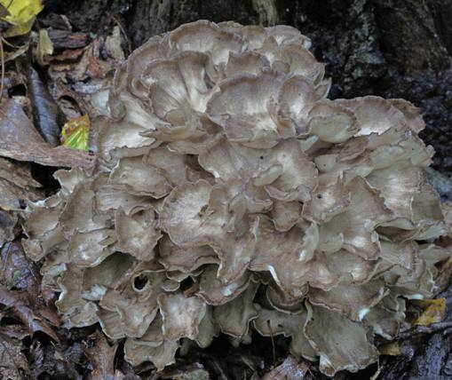 trsovnica lupeňovitá Grifola frondosa (Dick.ex Fr.) S.F.Gray