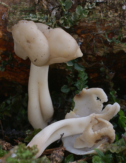 chriapač Helvella sp.