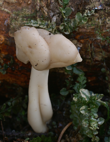 chriapač Helvella sp.