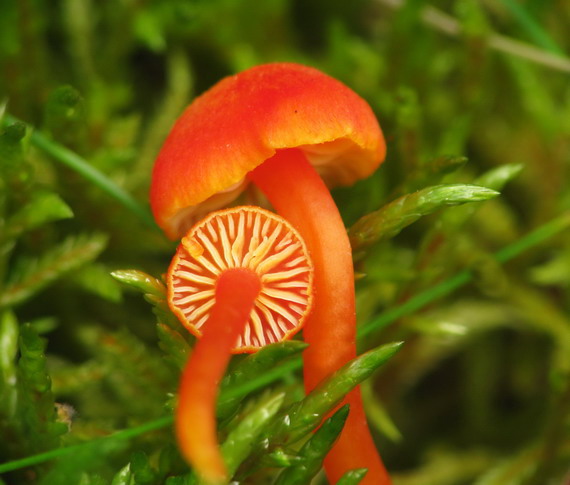 lúčnica Hygrocybe sp.