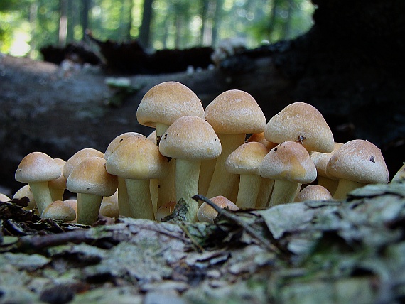 strapcovka zväzkovitá Hypholoma fasciculare (Huds.) P. Kumm.