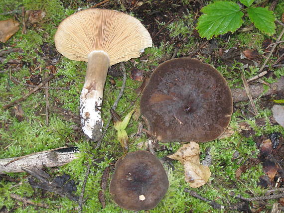 rýdzik sadzový Lactarius picinus Fr.