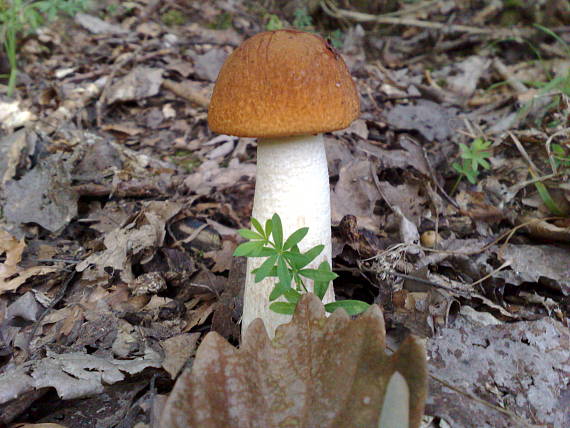 kozák osikový Leccinum albostipitatum den Bakker & Noordel.