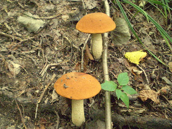 kozák osikový Leccinum albostipitatum den Bakker & Noordel.