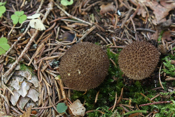 prášnica tmavá Lycoperdon nigrescens Wahlenb.