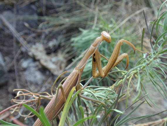 modlivka zelená Mantis religiosa