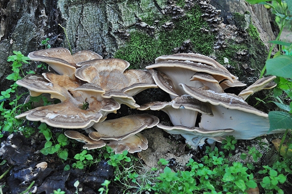 vejárovec obrovský Meripilus giganteus (Pers.) P. Karst.