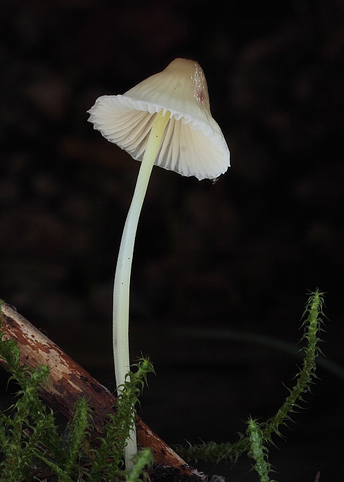 prilbička slizká Mycena epipterygia (Scop.) Gray