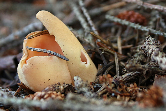 uško Otidea sp.