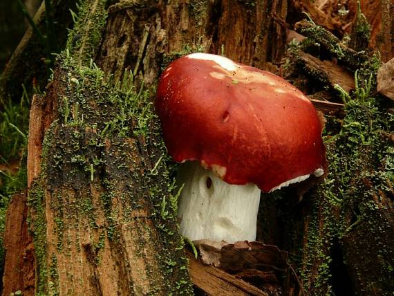 holubinka vrhavka - Plávka škodlivá Russula emetica (Schaeff.) Pers.