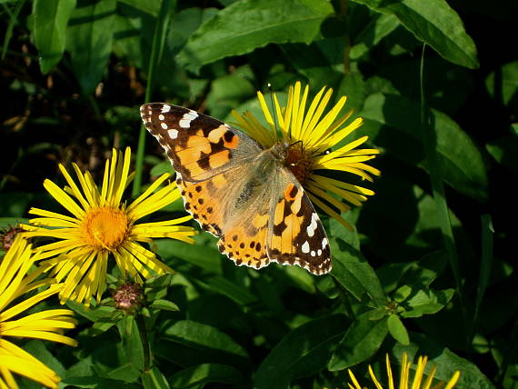 babôčka bodliaková Vanessa cardui