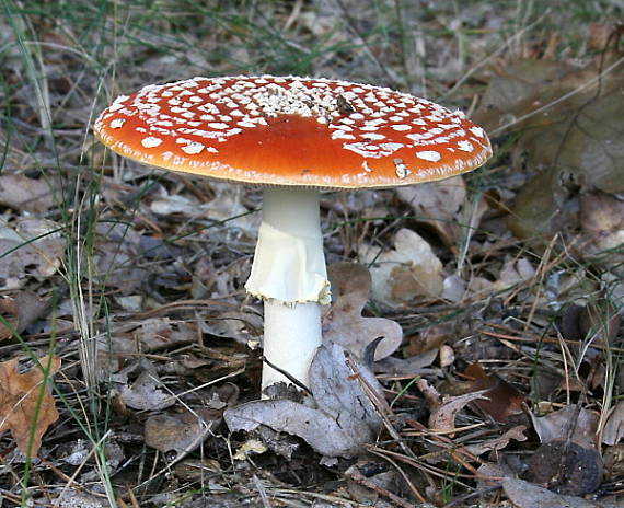 muchotrávka červená Amanita muscaria (L.) Lam.