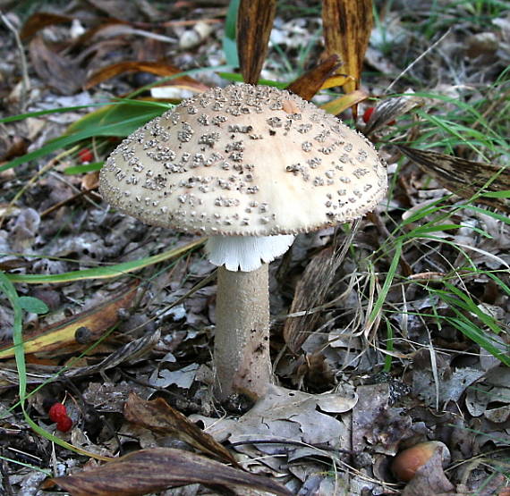 muchotrávka červenkastá Amanita rubescens Pers.