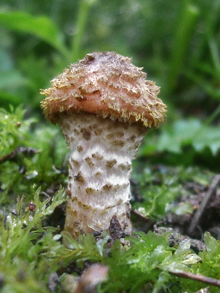 podpňovka? Armillaria?