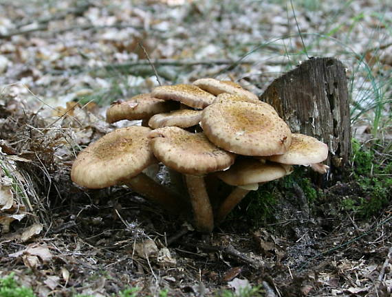 podpňovka tmavá Armillaria ostoyae (Romagn.) Herink