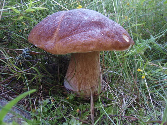 hríb smrekový Boletus edulis Bull.