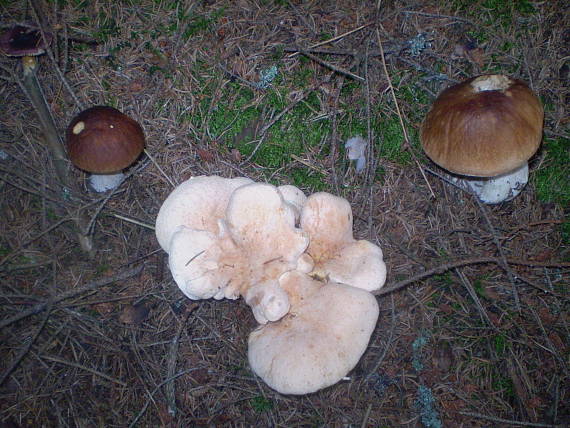 hríb smrekový Boletus edulis Bull.