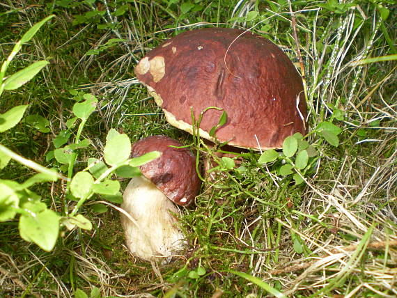 hríb sosnový Boletus pinophilus Pil. et Dermek in Pil.