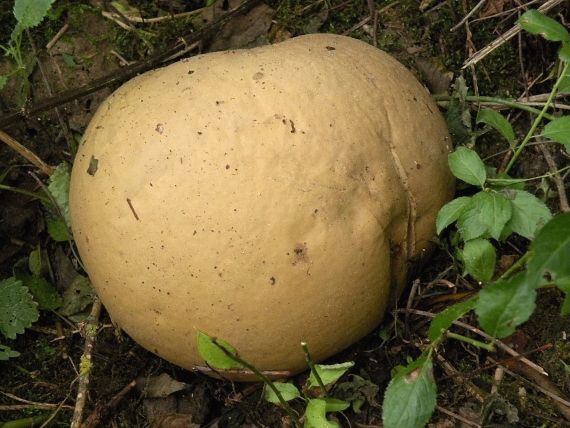 vatovec obrovský Calvatia gigantea (Batsch) Lloyd