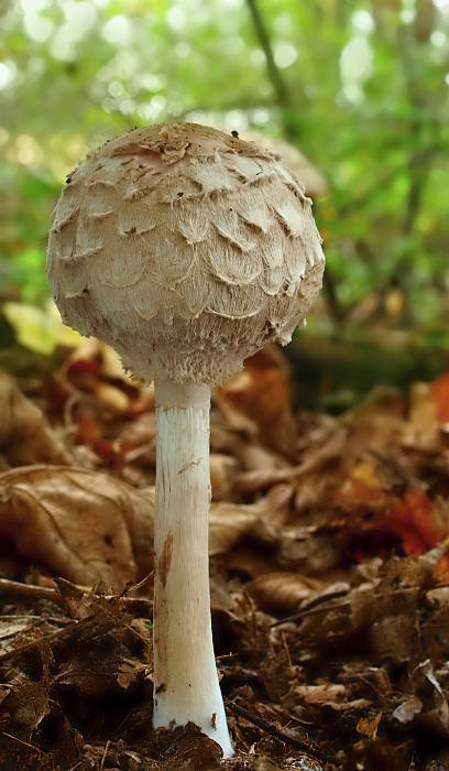 bedľa Olivierova Chlorophyllum olivieri (Barla) Vellinga