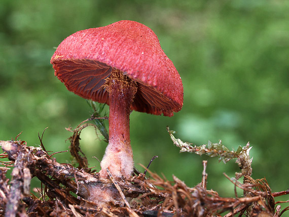 pavučinovec krvavý Cortinarius sanguineus (Wulfen) Fr.