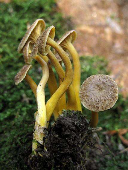 kuriatko lievikovité Craterellus tubaeformis (Fr.) Quél.