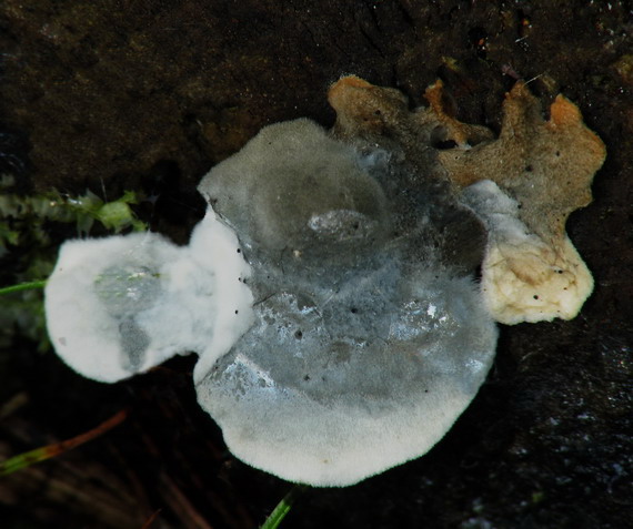 šťavnatec modrastý Cyanosporus caesius (Schrad.) McGinty