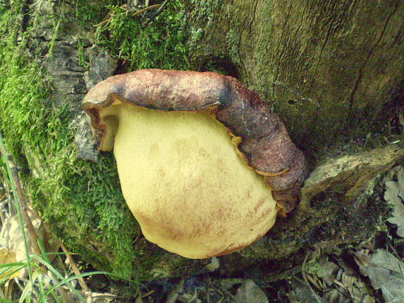 pečeňovec dubový Fistulina hepatica (Schaeff.) With.