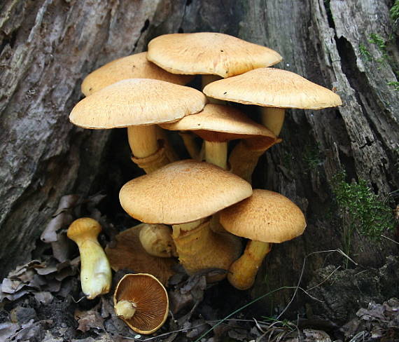 šupinovec nádherný Gymnopilus junonius (Fr.) P.D. Orton