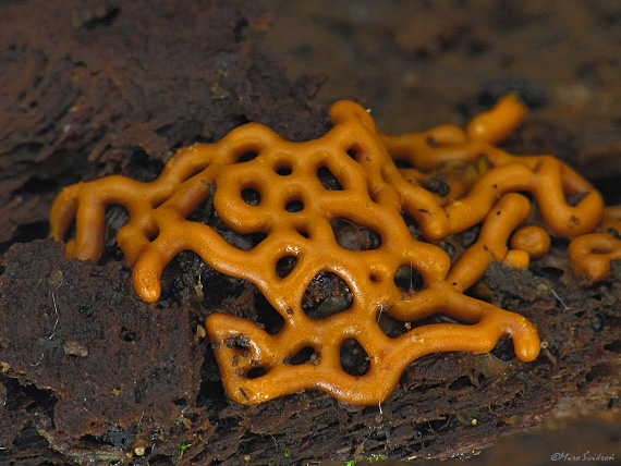 slizovka Hemitrichia serpula (Scop.) Rostaf.