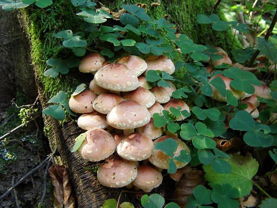 strapcovka tehlovočervena Hypholoma lateritium (Schaeff.) P. Kumm.