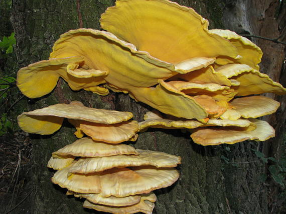 sírovec obyčajný Laetiporus sulphureus (Bull.) Murrill